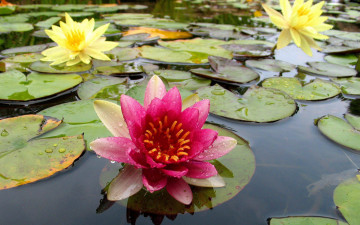 Картинка цветы лилии водяные нимфеи кувшинки вода листья