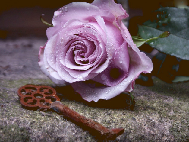 Обои картинки фото цветы, розы, роза, ключ, капли
