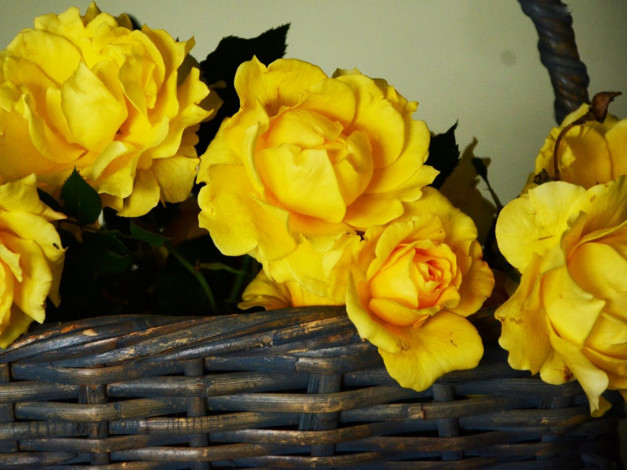 Обои картинки фото цветы, розы, желтые, корзина