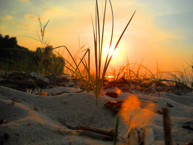 Обои картинки фото природа, восходы, закаты, пляж, макро, восход, закат, рассвет, трава, песок