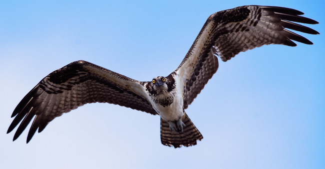 Обои картинки фото животные, птицы, хищники, скопа, osprey, полёт, крылья