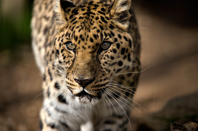 Обои картинки фото животные, леопарды, хищник, морда