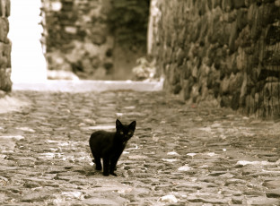 Картинка животные коты черный улица котенок смотрит