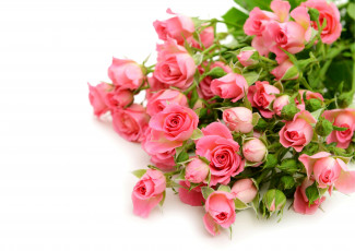 обоя цветы, розы, flowers, roses, pink