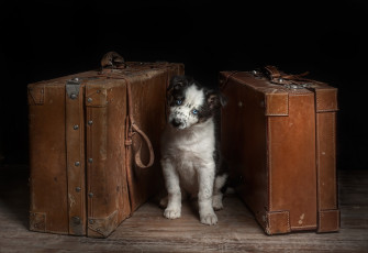Картинка животные собаки собака чемоданы взгляд