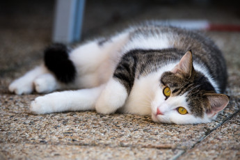 Картинка животные коты отдых лежит кошка лапы мордочка