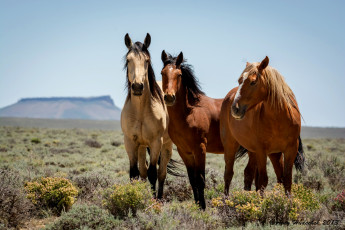 Картинка животные лошади три лошадки луг