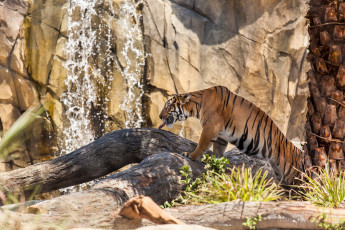 Картинка животные тигры язык поза полосы профиль кошка