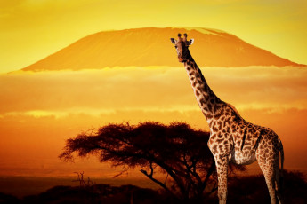 Картинка животные жирафы африка сухая трава жираф