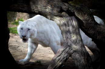 Картинка животные тигры кошка альбинос морда