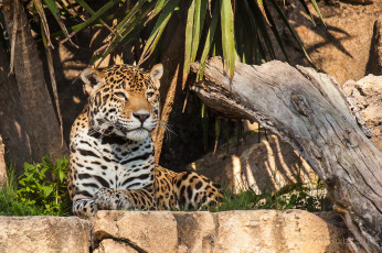 Картинка животные Ягуары свет морда кошка отдых заросли камни
