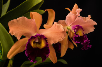 Картинка цветы орхидеи оранжевая орхидея