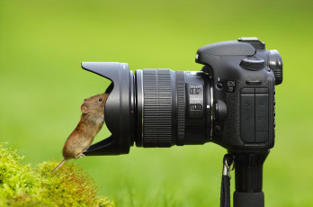 Картинка животные крысы +мыши объектив любопытство фотоаппарат мышка