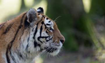 Картинка животные тигры морда кошка мех профиль