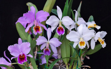 Картинка цветы орхидеи белые