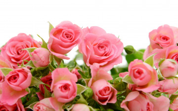 Картинка цветы розы roses pink flowers
