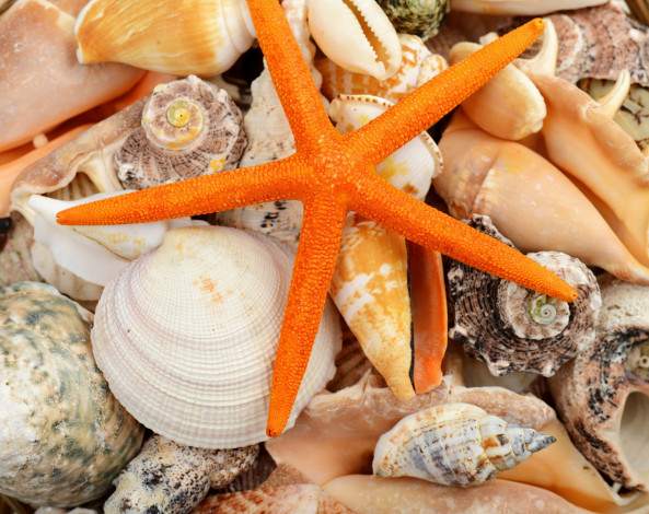 Обои картинки фото разное, ракушки,  кораллы,  декоративные и spa-камни, морская, звезда, marine, starfish, shells, seashells