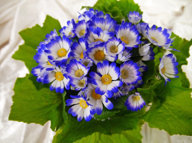Обои картинки фото цветы, цинерария, вазон, синие
