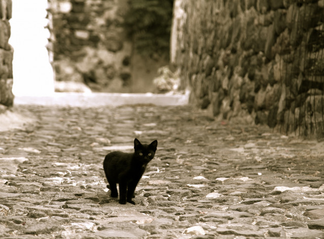 Обои картинки фото животные, коты, черный, улица, котенок, смотрит