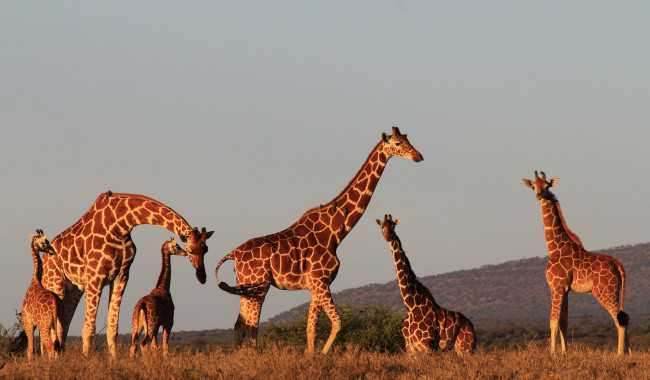 Обои картинки фото животные, жирафы, поле, большие, маленькие