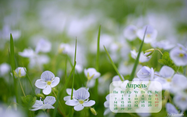 Обои картинки фото календари, цветы, вероники