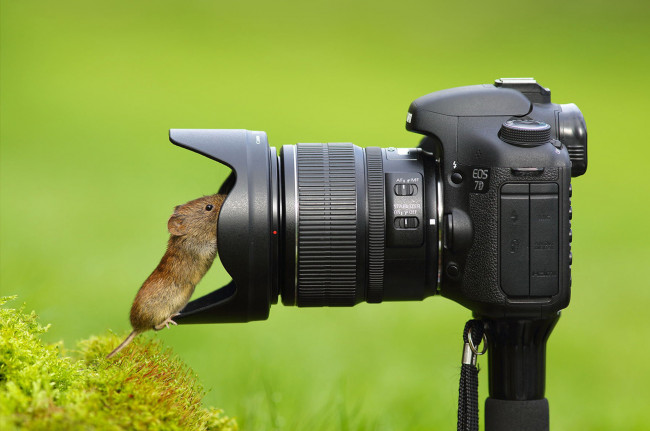 Обои картинки фото животные, крысы,  мыши, объектив, любопытство, фотоаппарат, мышка