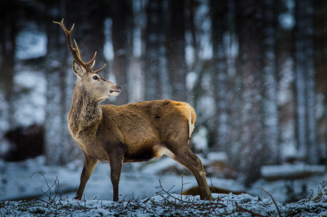 Обои картинки фото животные, олени, олень, дикая, природа, снег, лес