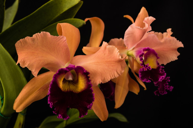 Обои картинки фото цветы, орхидеи, оранжевая, орхидея