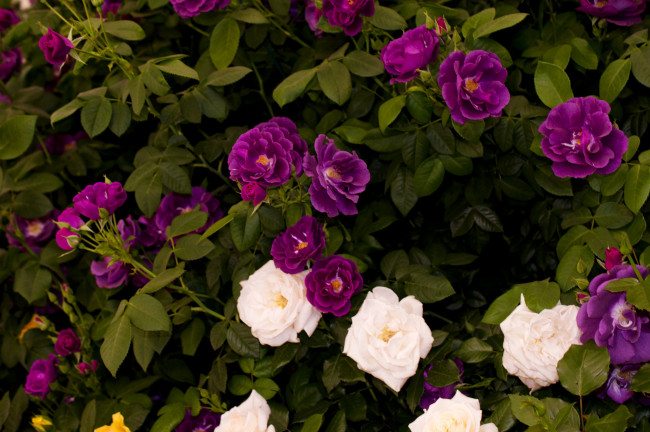 Обои картинки фото цветы, розы, чайные, куст