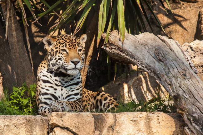 Обои картинки фото животные, Ягуары, свет, морда, кошка, отдых, заросли, камни
