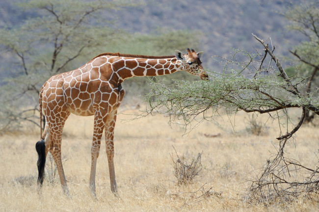 Обои картинки фото животные, жирафы, сухая, трава, жираф, дерево, листья