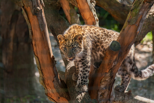 Обои картинки фото животные, леопарды, игра, дерево, пятна, детеныш, кошка