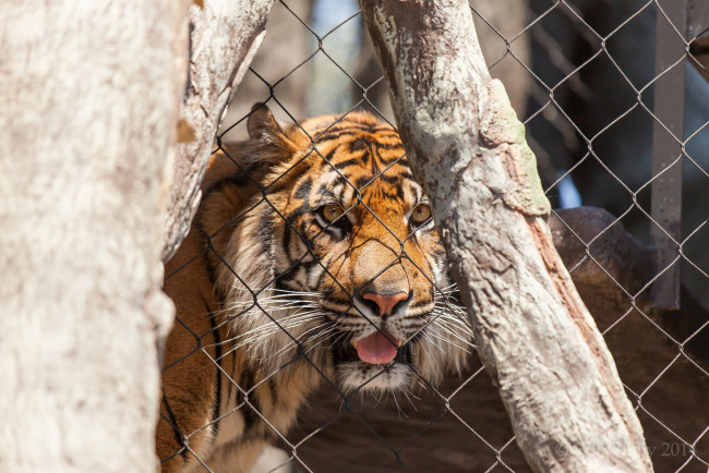 Обои картинки фото животные, тигры, кошка, дерево, решетка, язык, морда