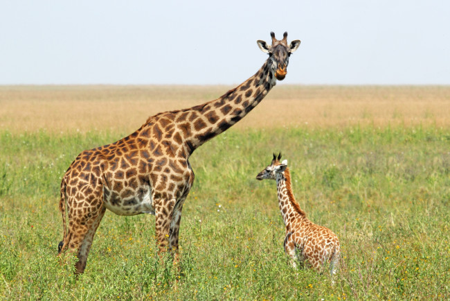 Обои картинки фото животные, жирафы, поле, мама, жираф, ребенок