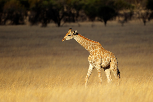 Обои картинки фото животные, жирафы, сухая, трава, жираф