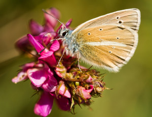 Картинка животные бабочки +мотыльки +моли фон цветы макро бабочка
