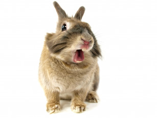 Картинка животные кролики +зайцы взгляд кролик