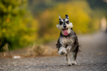 Картинка животные собаки собака взгляд друг язык счастье бег