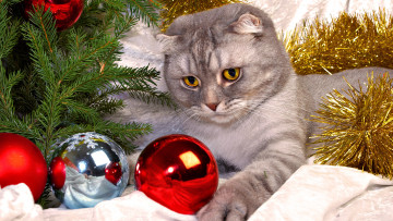 Картинка животные коты кот новый год ветки елка кошка шарики мишура ель