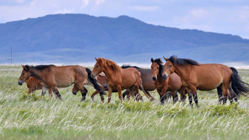 Картинка животные лошади кони природа поле