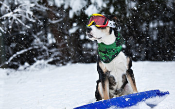 Картинка прикольный+пёс+сноубордист животные собаки прикольный пёс сноубордист