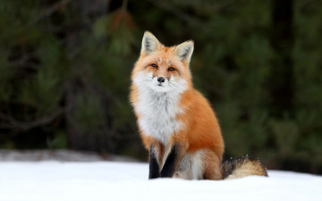 Картинка животные лисы лис лиса снег лес