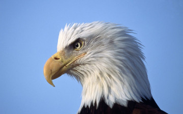 Картинка животные птицы+-+хищники орел профиль клюв голова белоголовый