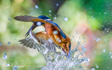 Картинка животные зимородки птица обыкновенный зимородок alcedo atthis kingfisher улов рыба вода брызги