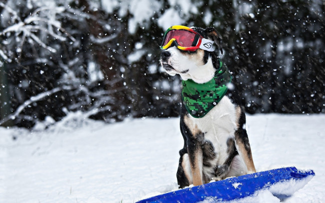 Обои картинки фото прикольный пёс сноубордист, животные, собаки, прикольный, пёс, сноубордист