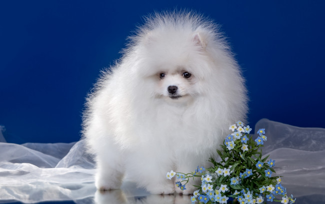 Обои картинки фото животные, собаки, пушистый, щенок, белый, шпиц, цветы