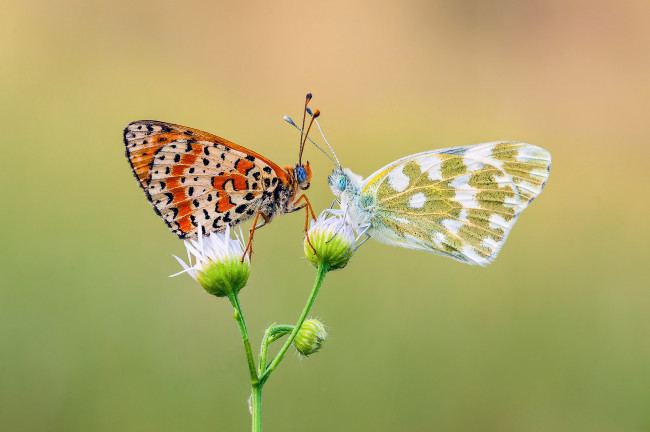 Обои картинки фото животные, бабочки,  мотыльки,  моли, макро, травинка, насекомое, пара, фон, бабочка, крылья, усики