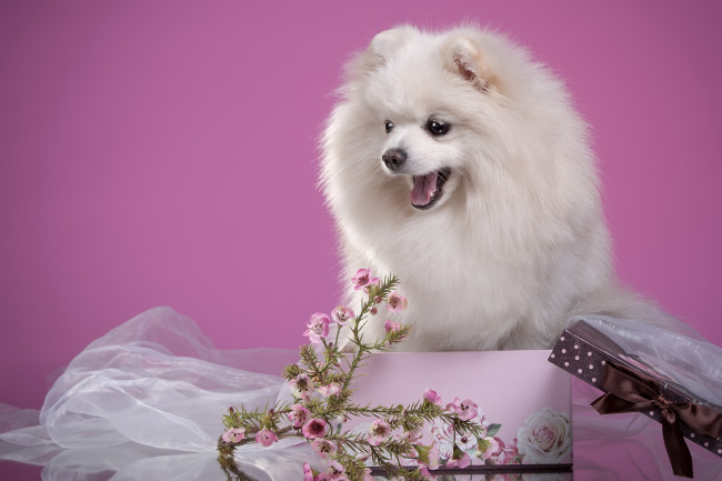 Обои картинки фото животные, собаки, шпиц, щенок, белый, пушистый, цветы, коробка