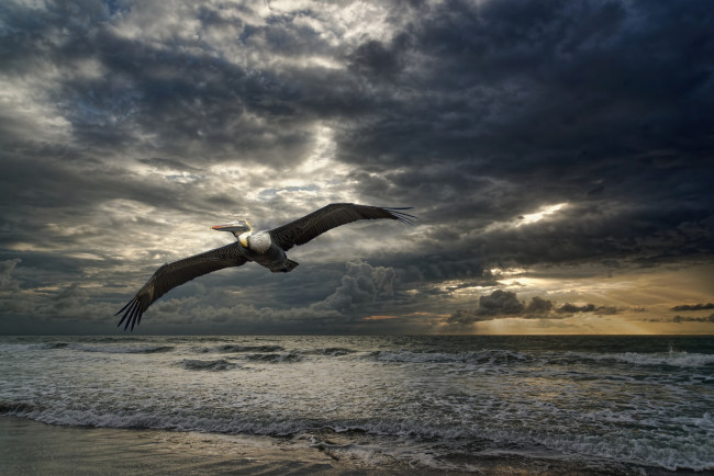 Обои картинки фото животные, пеликаны, пеликан, летит, птица, тучи, море, небо, облака