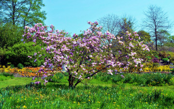 Картинка природа парк весна магнолия